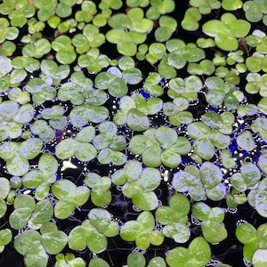 Free Shipping - Giant Duckweed (30+) Live Floating Aquarium Plant