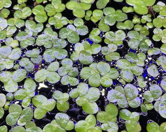 Giant Duckweed (25+) Live Floating Aquarium Plant - Free Shipping