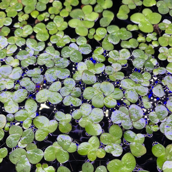 Giant Duckweed (25+) Live Floating Aquarium Plant - Free Shipping