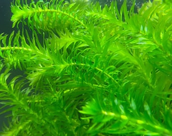 Anacharis Elodea Egeria Densa (5) Live Floating Aquarium Plant Stems - Free Shipping