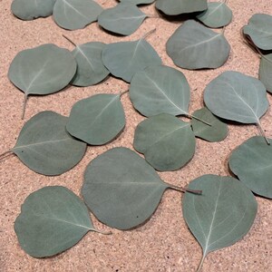 May include: A collection of dried eucalyptus leaves, each with a rounded shape and a muted green color. The leaves are scattered across a light brown surface, showcasing their delicate veins and stems. Ideal for crafting or home decor.