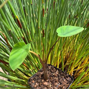 May include: A small potted plant with two heart-shaped green leaves and a dark stem. The plant is set against a backdrop of tall, green, reed-like plants with brown and yellow accents. The pot is square and black, filled with soil.