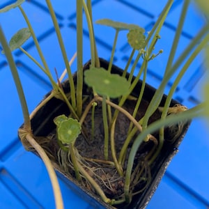 May include: A small potted plant with green leaves and stems. The plant is in a black plastic pot and is sitting on a blue surface.