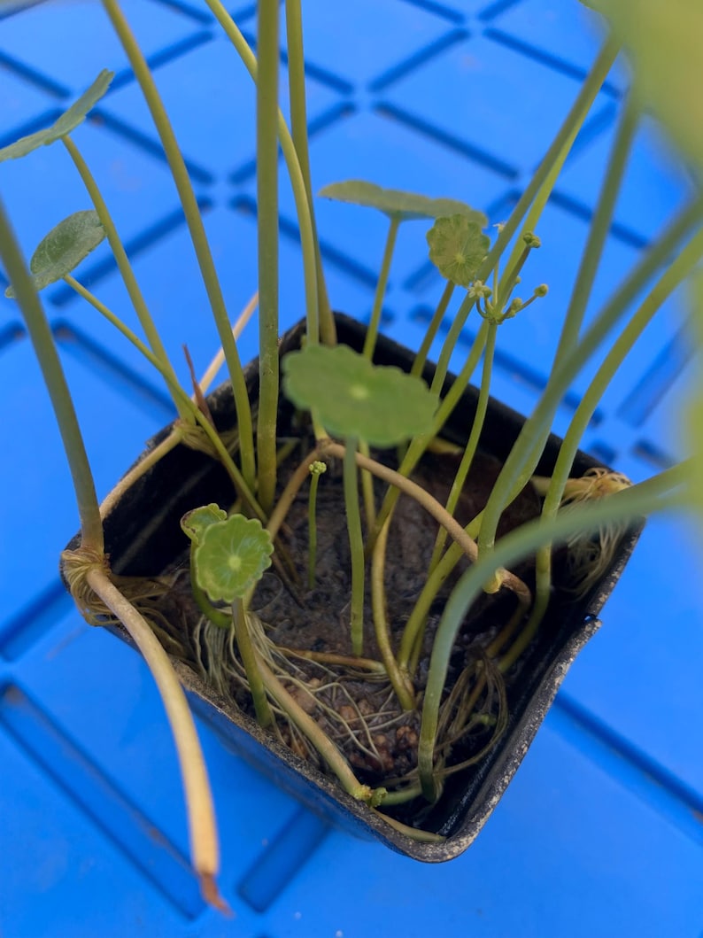 May include: A small potted plant with green leaves and stems. The plant is in a black plastic pot and is sitting on a blue surface.