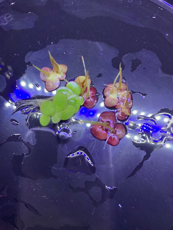 Free Shipping - Giant Duckweed (30+) Live Floating Aquarium Plant