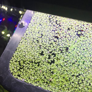 Duckweed (300+) Live Floating Aquarium Plant - Free Shipping