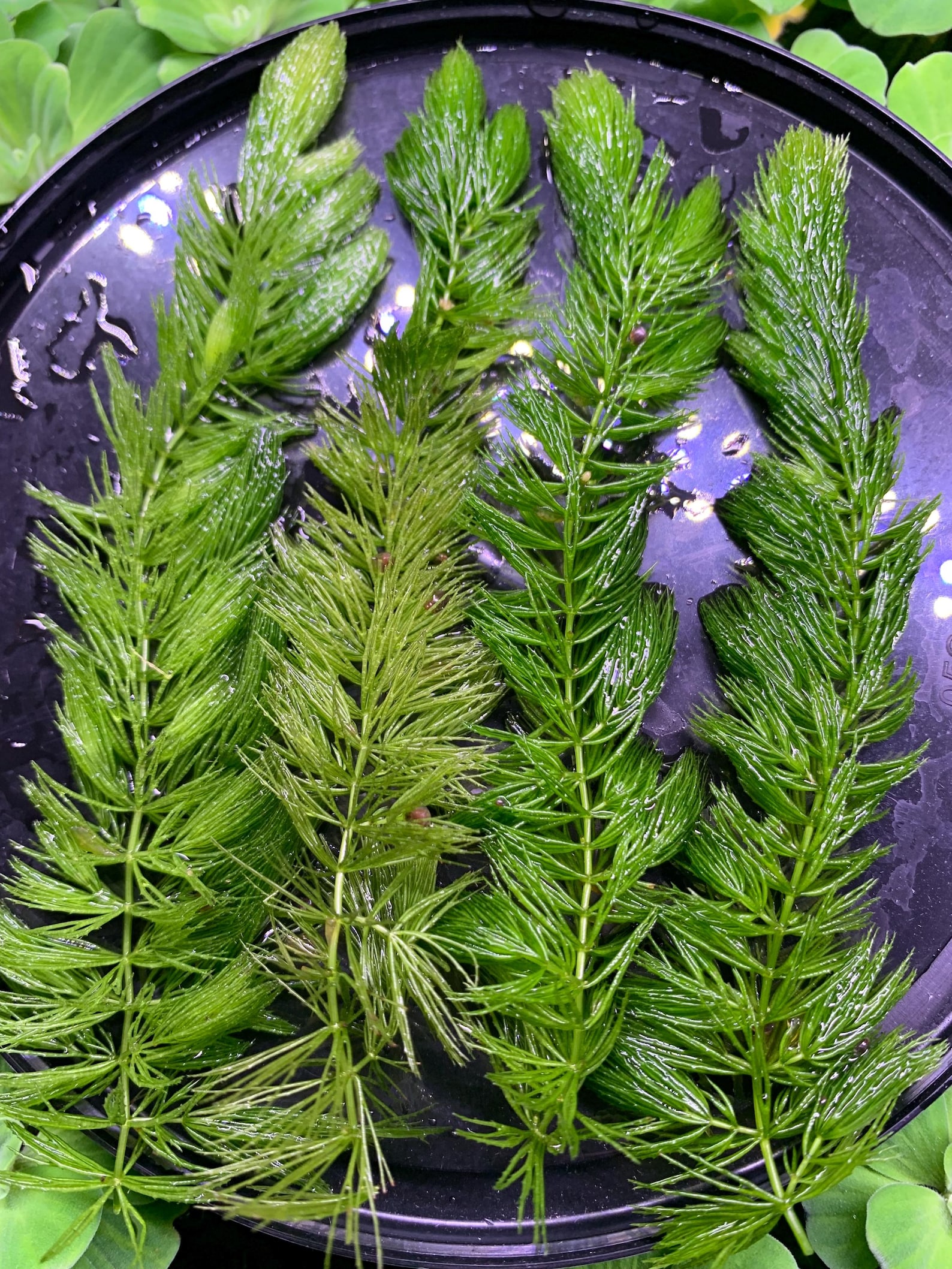 Hornwort Coontail For Sale
