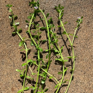 Free Shipping - Bacopa Monnieri | Moneywort (5) Live Aquarium Plant Stems Pond Plant Stems