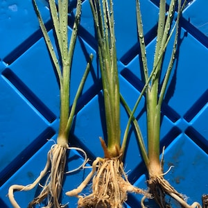 Cattail (3) Live Pond Plants rooted - Free Shipping