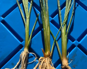 Cattail (3) Live Pond Plants rooted - Free Shipping