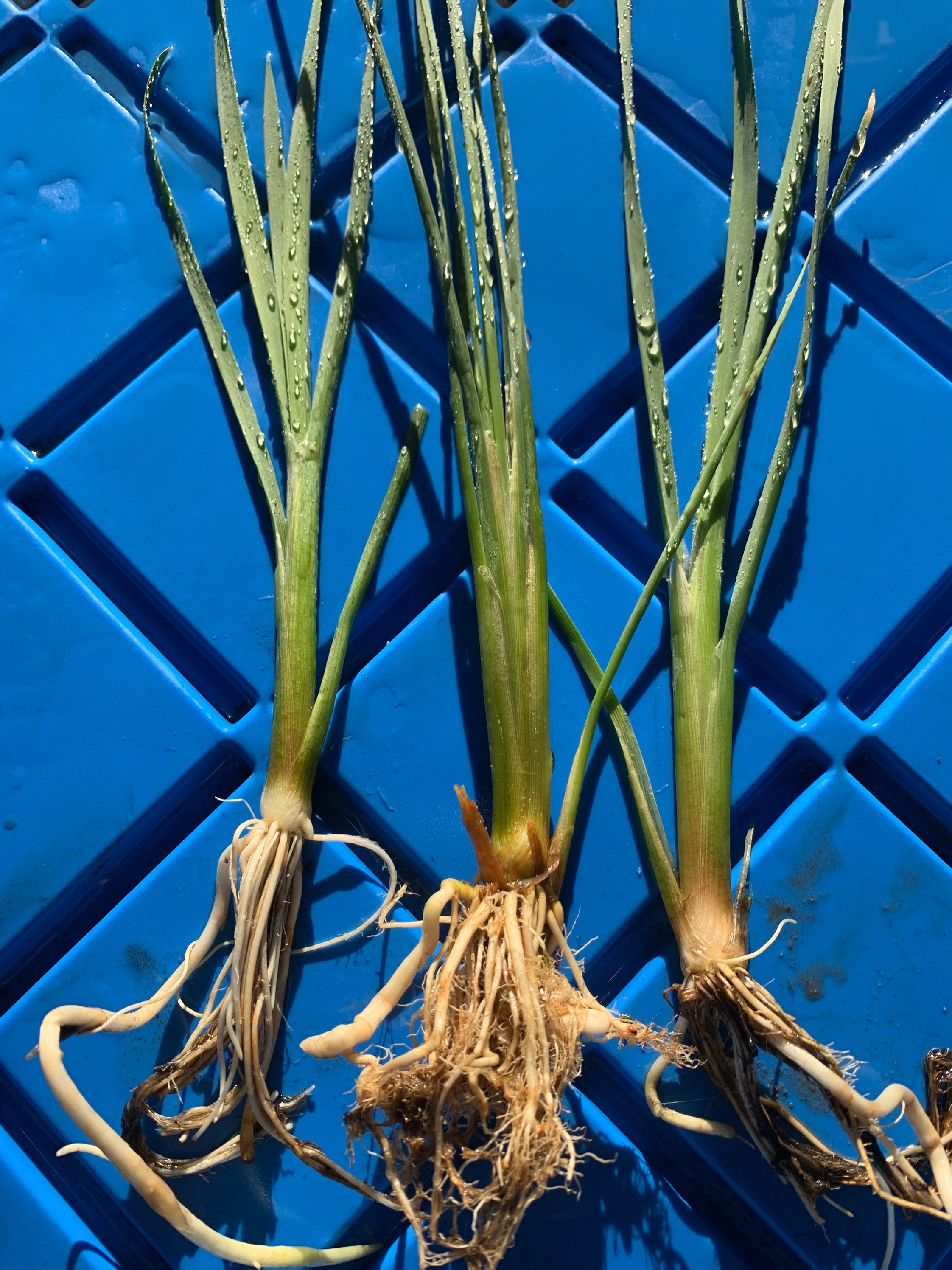 Cattail (3) Live Pond Plants rooted - Free Shipping