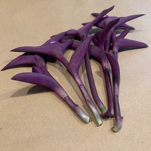 May include: A bunch of purple and green stems with pointed leaves. The leaves are arranged in a fan shape.