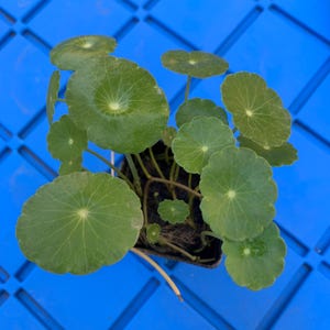 Free Shipping - Hydrocotyle Verticillata | Whorled Pennywort Live Aquarium Plant Pond Plant House Plant in 2 inch pot