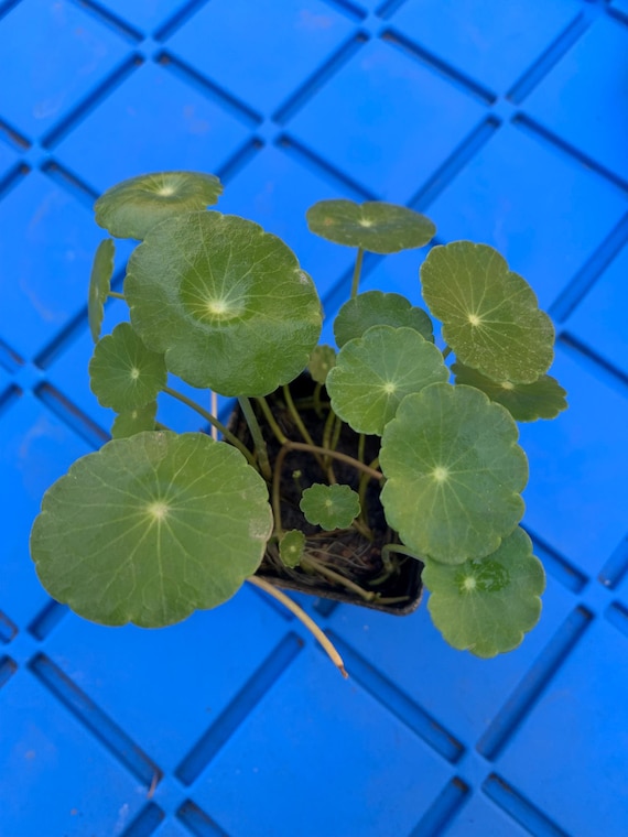 Free Shipping - Hydrocotyle Verticillata | Whorled Pennywort | Copper Coin Pennywort Live Aquarium Pond Plant House Plant in 2 inch pot