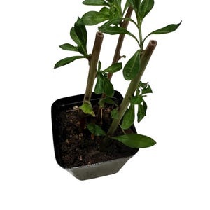May include: A small potted plant with green leaves and brown stems. The plant is in a black square plastic pot. The leaves are oval-shaped and the stems are cut. The plant is set against a white background.