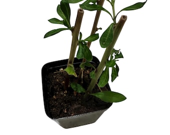Goji Berry plant with 3 Branches rooted in 2 inch pot