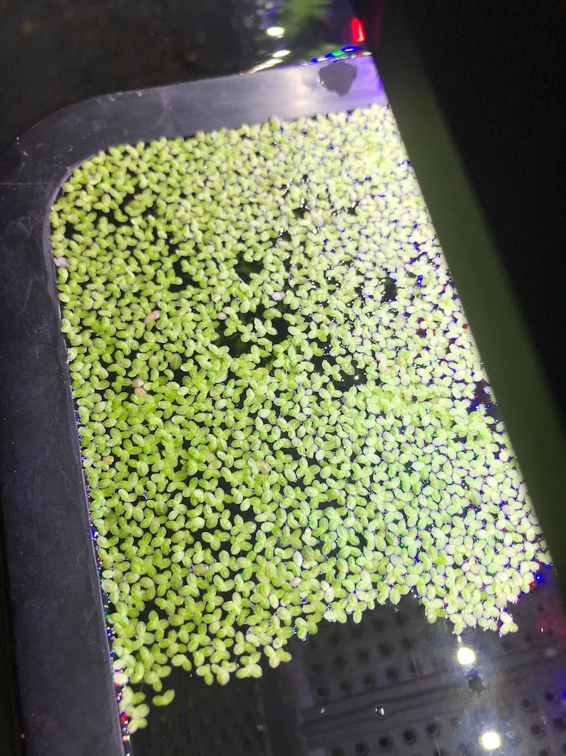 Duckweed 300 Live Floating Aquarium Plant Free Shipping Etsy