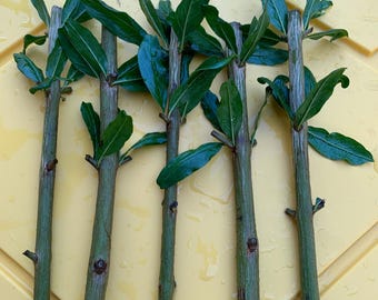 May include: Six green plant cuttings with leaves are arranged on a yellow surface. The cuttings have dark green leaves and light green stems. The leaves are glossy and the stems have small knots and branches.