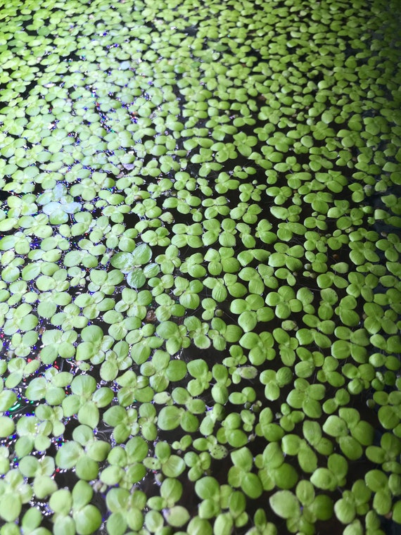 Free Shipping - Giant Duckweed (30+) Live Floating Aquarium Plant