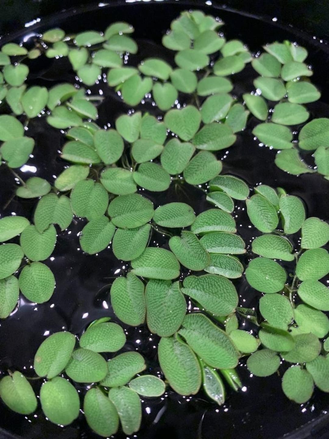 Salvinia Natans Floating Fern 8 Live Floating Aquarium Plants With 50