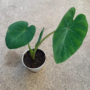 May include: A small potted plant with two large, heart-shaped green leaves. The leaves have prominent veins and a textured surface. The plant is in a white plastic pot filled with dark soil, set against a gray concrete background.