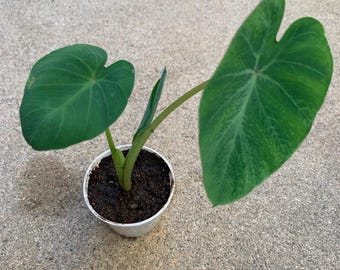 Green Taro Elephant Ear Aquatic Bog Pond Plant with pot - Free Shipping