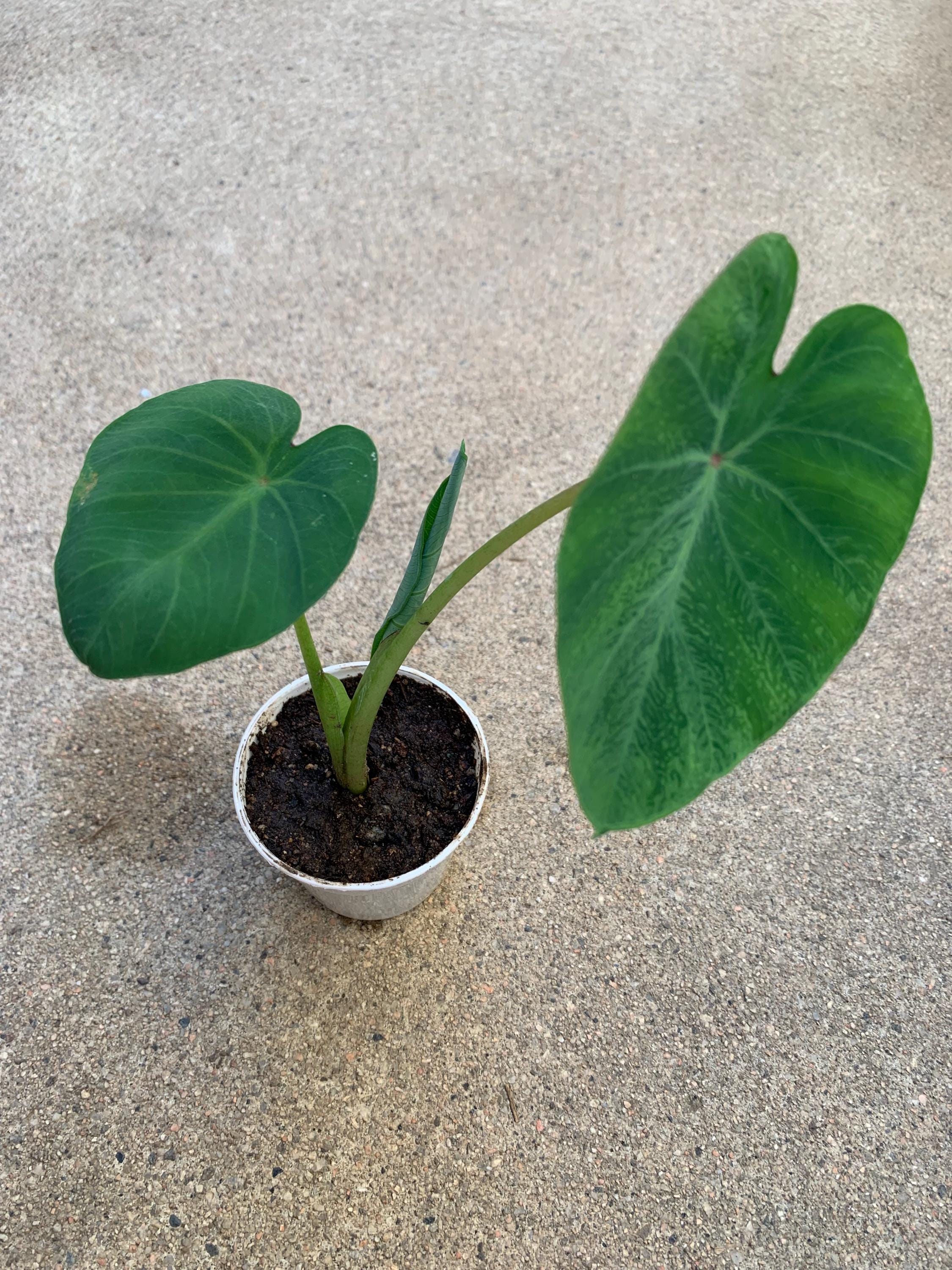 planting staghorn fern in hanging basket Staghorn XL hanging basket