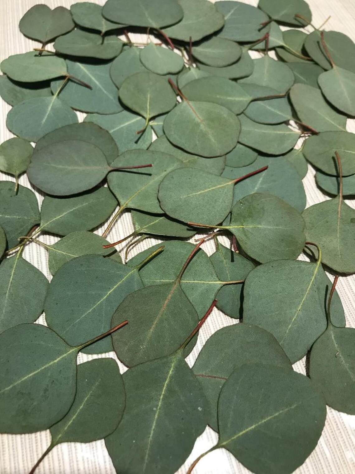 Eucalyptus Leaves 80 Fresh Real Picked Round Shape Home Etsy