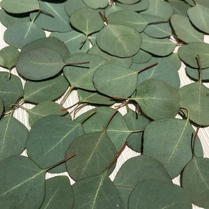 Eucalyptus Leaves (70+) Fresh Real Picked Round Shape Home Decoration Crafts Goods - Free Shipping