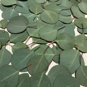 Eucalyptus Leaves Fresh Real Picked Round Shape Home Decoration Crafts Goods - Free Shipping