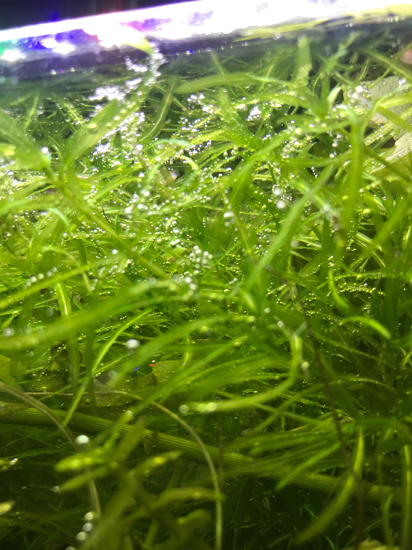 Guppy Grass 5 Live Floating Aquarium Plant Stems Free Etsy