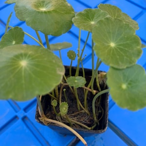 May include: A small potted plant with green, round leaves. The plant is in a black plastic pot and is sitting on a blue surface.