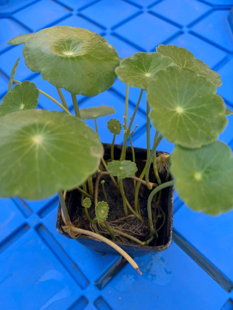 May include: A small potted plant with green, round leaves. The plant is in a black plastic pot and is sitting on a blue surface.