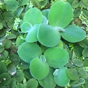 Op de afbeelding: Close-up van een groep groene, ronde bladeren. De bladeren zijn in een cirkelvormige opstelling gerangschikt, met het grootste blad in het midden. De bladeren zijn glad en hebben een licht glanzende afwerking.