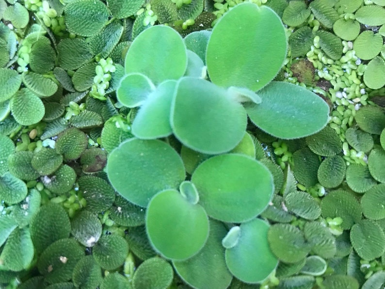 Op de afbeelding: Close-up van een groep groene, ronde bladeren. De bladeren zijn in een cirkelvormige opstelling gerangschikt, met het grootste blad in het midden. De bladeren zijn glad en hebben een licht glanzende afwerking.