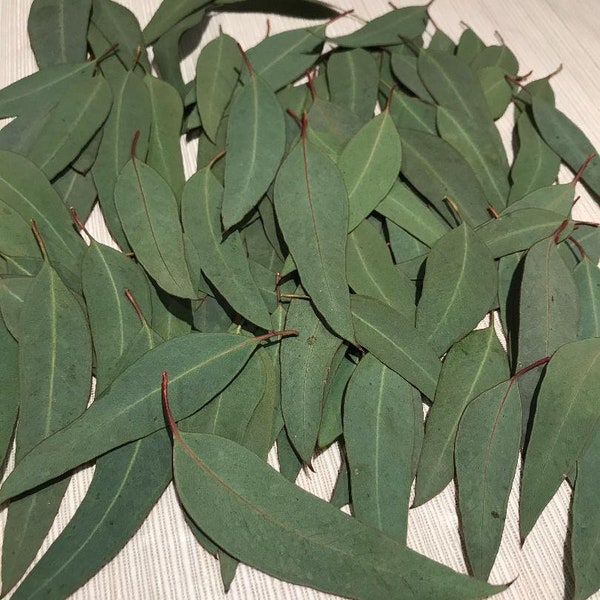 Eucalyptus Leaves (70+) Fresh Real Picked Long Shape Home Decoration Crafts Goods - Free Shipping