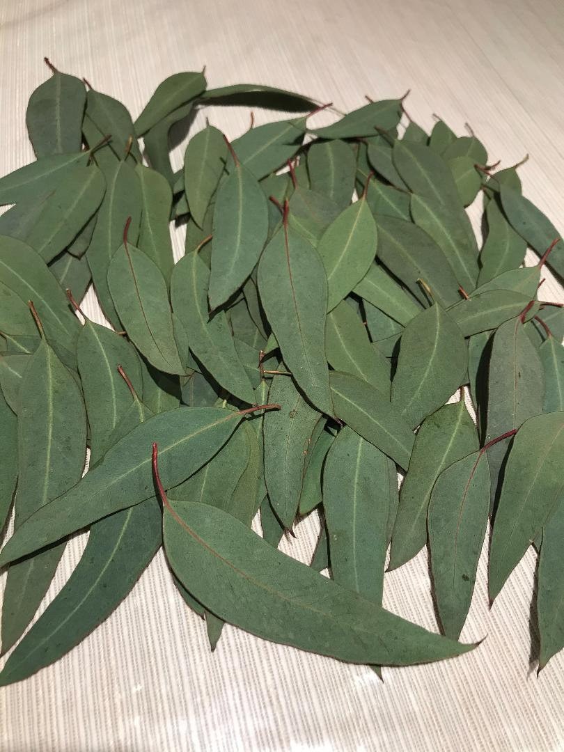 Hojas de eucalipto 80 Fresco Real recogido de forma larga Etsy