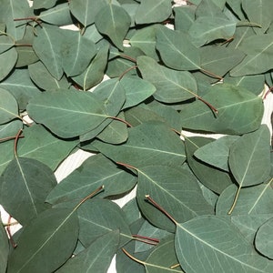Eucalyptus Leaves (70+) Fresh Real Picked Spade Shape Home Decoration Crafts Goods - Free Shipping