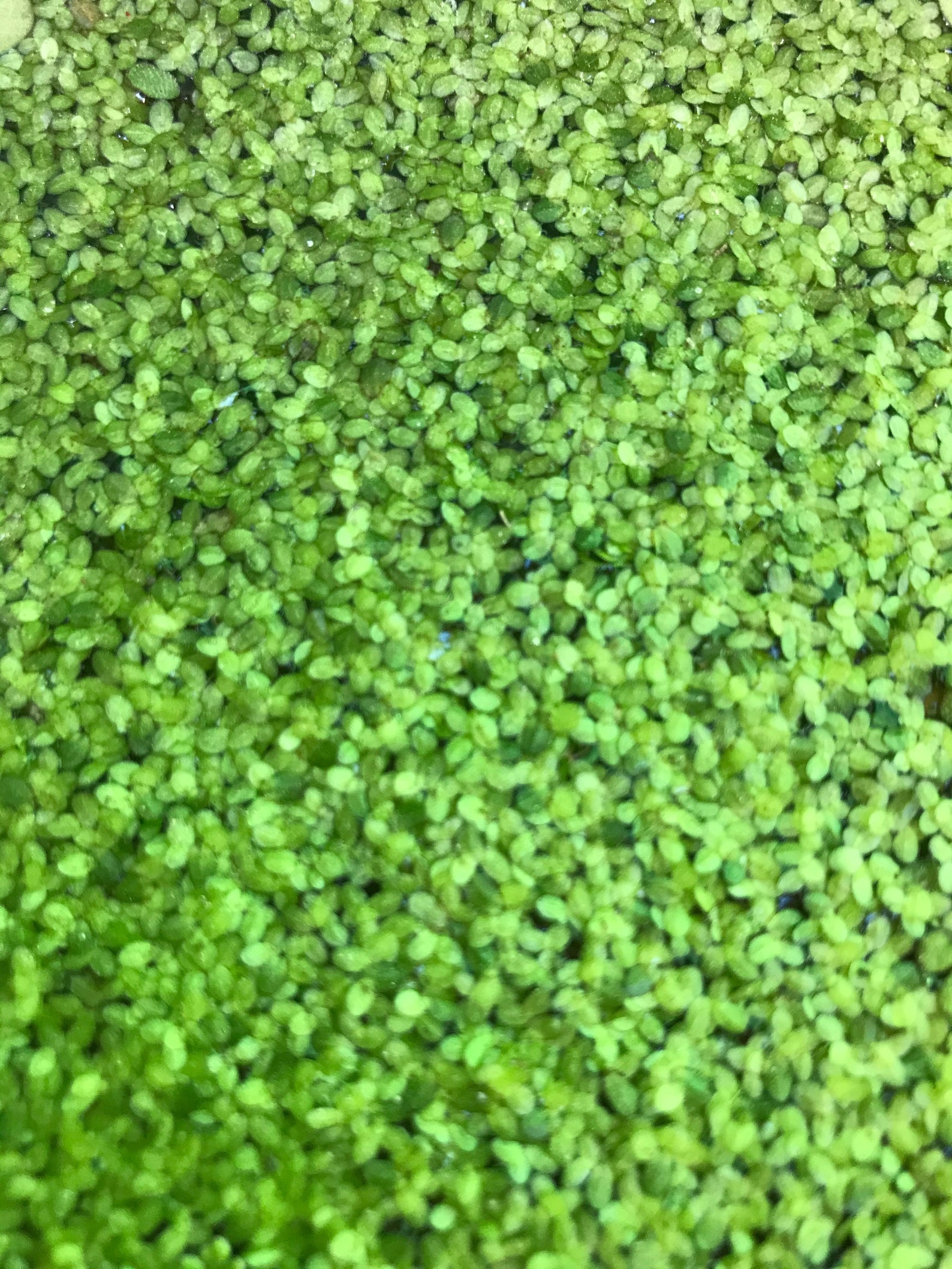 Duckweed 300 Live Floating Aquarium Plant Free Shipping Etsy