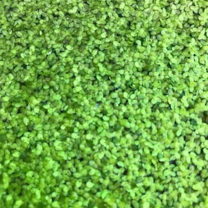 Free Shipping - Duckweed (300+) Live Floating Aquarium Plant