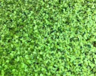 Free Shipping - Giant Duckweed (30+) Live Floating Aquarium Plant