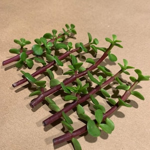 May include: A group of succulent cuttings with red stems and green leaves. The cuttings are arranged in a fan shape on a brown surface.