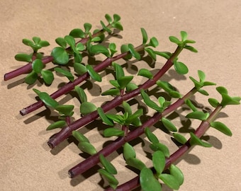 Free Shipping - Portulacaria Afra | Elephant Bush | Spekboom (5) Succulent Fresh Cuttings with free clear pot