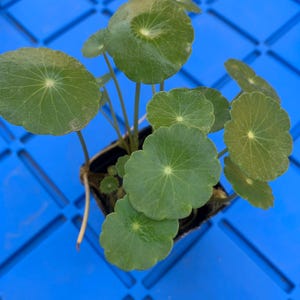 May include: A small potted plant with round, green leaves. The plant is sitting on a blue surface.