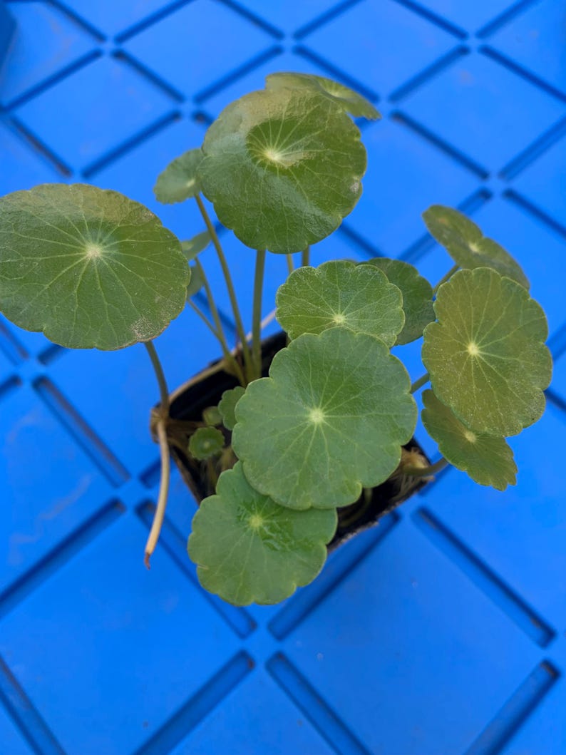 May include: A small potted plant with round, green leaves. The plant is sitting on a blue surface.