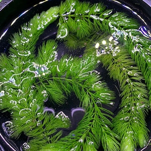 May include: Close-up of green aquatic plants submerged in water inside a black bowl. The plants have feathery, needle-like leaves and are surrounded by small bubbles. The water is clear, and the bowl has a dark rim.