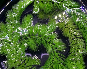 Free Shipping - 4 Hornwort Coontail Live Aquarium Plant Stems