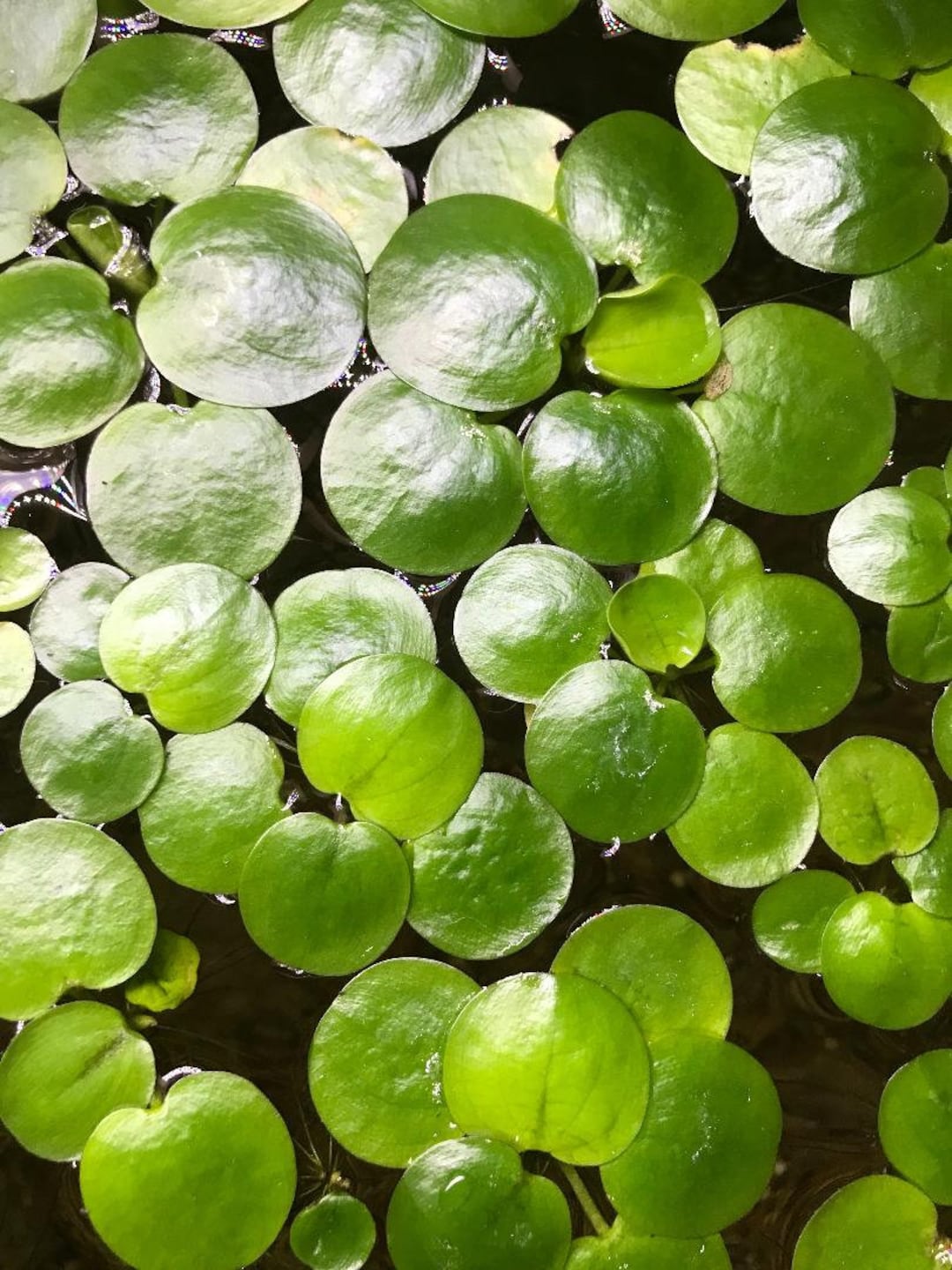 Free Shipping - Amazon Frogbit (4) Live Floating Aquarium Plants With ...