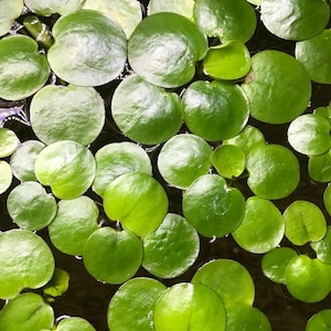 May include: Overhead shot of bright green floating aquatic plants with round, lily pad-like leaves. The leaves are densely packed, creating a textured surface. The water beneath is dark, providing contrast to the vibrant green.