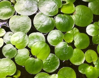 Free Shipping - Amazon Frogbit (4) Live Floating Aquarium Plants with (20+) Leaves
